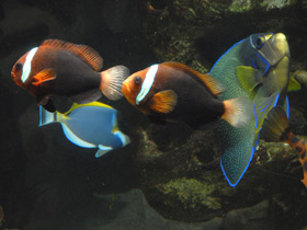 Фото Черно-красная анемоновая рыба