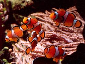 Ложный клоун