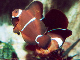 Фото Шипощекая анемоновая рыба