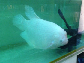 Фото Промысловый, или гигантский гурами