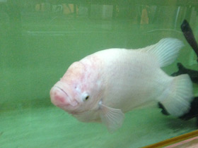 Фото Промысловый, или гигантский гурами