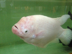 Фото Промысловый, или гигантский гурами