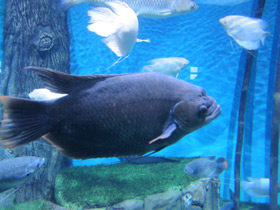 Фото Промысловый, или гигантский гурами