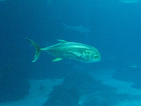 Фото Большой каранкс