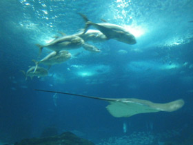 Фото Большой каранкс