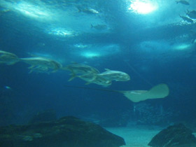 Фото Большой каранкс