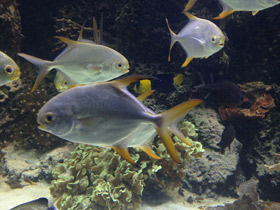 Фото Тупорылый помпано