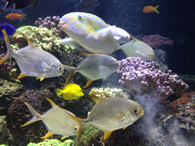 Фото Тупорылый помпано