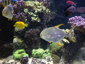 Фото Тупорылый помпано