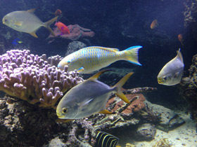 Фото Тупорылый помпано