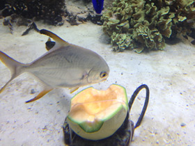 Фото Тупорылый помпано