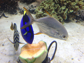 Фото Тупорылый помпано