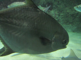 Смотреть фото Круглый помпано Фото Круглый помпано