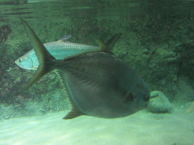 Смотреть фото Круглый помпано Фото Круглый помпано