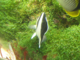 Смотреть фото Бабочка бургесса Фото Бабочка бургесса