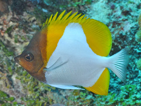 Смотреть фото Пирамидальный гемитаурихт Фото Пирамидальный гемитаурихт