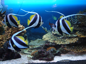 Белоперая кабуба