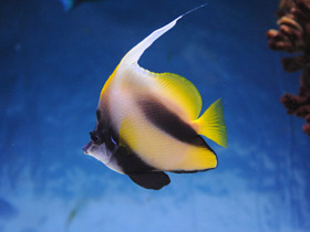 Фото Чья семья самая дружная? Самые верные животные