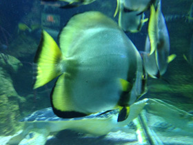 Фото Голубой платакс