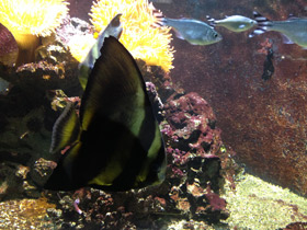 Фото Голубой платакс