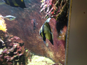 Фото Голубой платакс