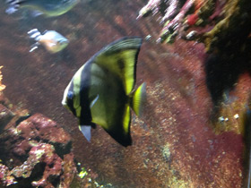 Фото Голубой платакс