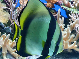 Фото Голубой платакс