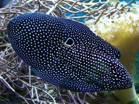 Фото Круглоголовые окуни