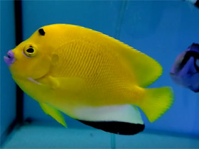 Смотреть фото Синегубый ангел Фото Синегубый ангел