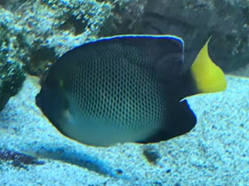 Фото Кремовый аполемихт