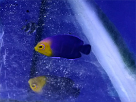 Фото Центропиг-херувим