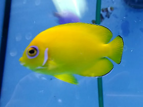 Фото Лимонный центропиг