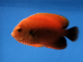 Фото Центропиг Поттера