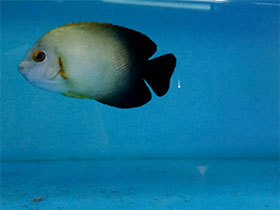 Фото Жемчужный центропиг