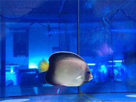 Фото Желтохвостый ангел