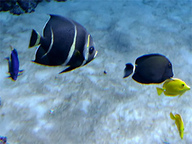 Фото Серая рыба-ангел