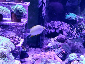 Смотреть фото Лимонный амблиглифидодон Фото Лимонный амблиглифидодон