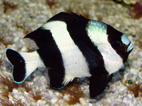 Чернохвостый дасцилл-зебра