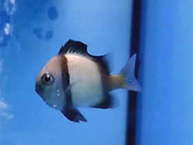 Фото Сетчатый дасциллус