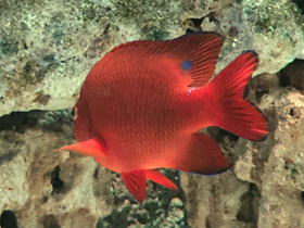 Смотреть фото Гарибальдия Фото Гарибальдия