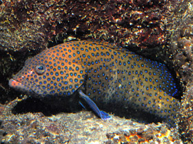 Фото Групер-аргус