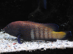 Фото Групер-аргус