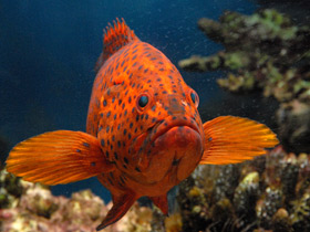 Красный групер