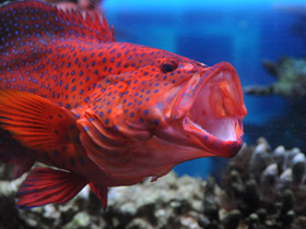 Красный групер