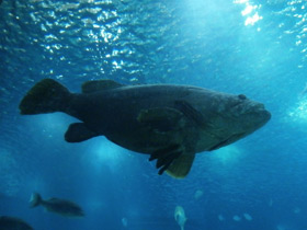 Фото Индоокеанский малоглазый групер