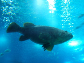 Фото Индоокеанский малоглазый групер