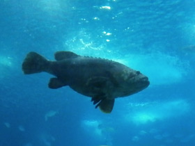 Фото Индоокеанский малоглазый групер