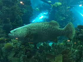 Фото Малабарский групер