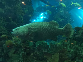 Фото Малабарский групер