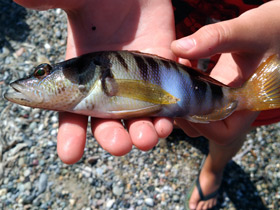 Фото Каменный окунь